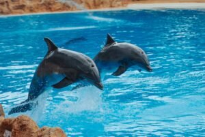 Dolfijnen spotten in Santorini