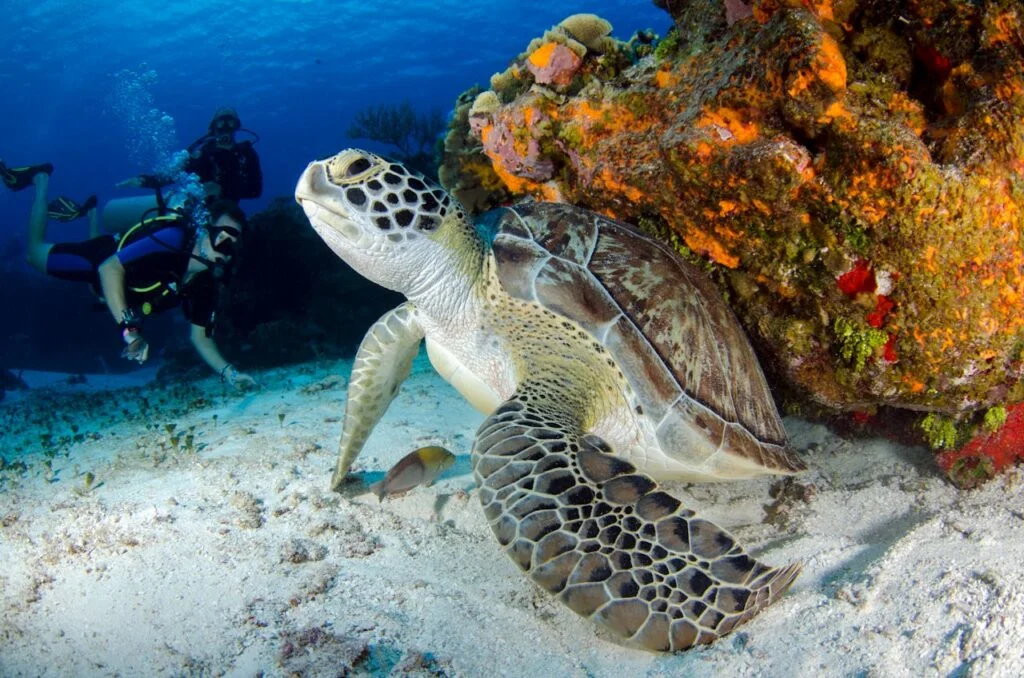 Snorkelen 
Het rode strand van Santorini Een paradijselijke bestemming